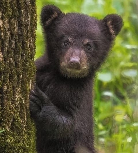 More of our Critter Friends