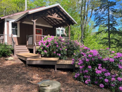 Rhododendron blooms in spring