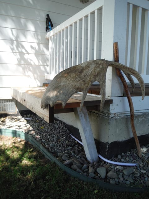 Newly made reading bench shaded by old cottonwood tree