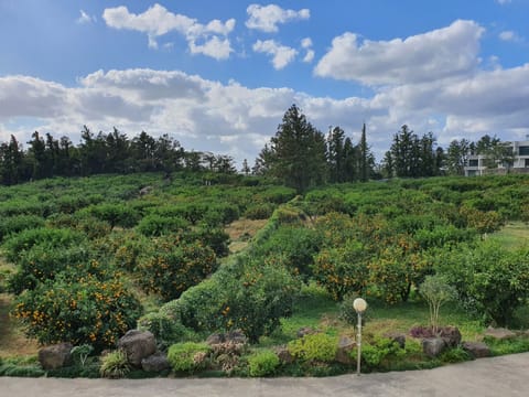 Room C (Scent of tangerines) | View from room