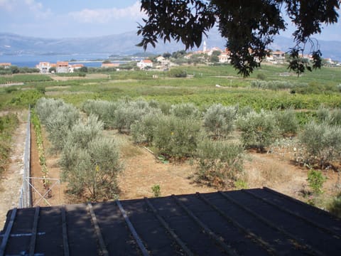 Olive trees GREGOV