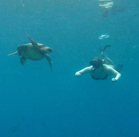 Swimming with the turtles on an excursion within a short walk from the condo