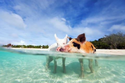 swimming with pigs 