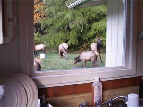 You might get lucky but really they like to avoid people and dogs......