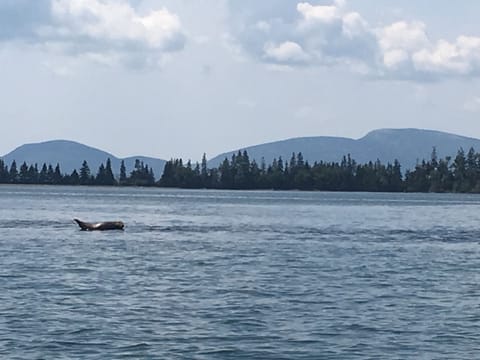 A seal will often rest on a 12 ft boulder during high tide and chase fish!