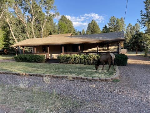 Elk visit regularly (please do not feed them)