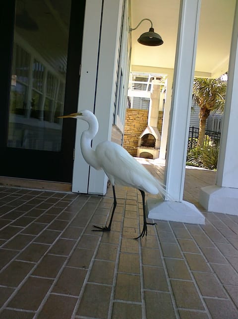 This guy has been hanging around the neighborhood for over a decade. We love him