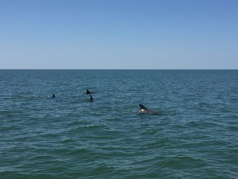 This is a common view in our area while out boating.  Sometimes even at our dock