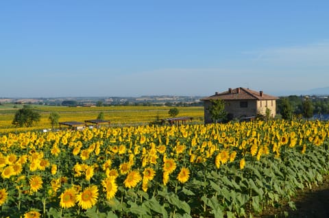 Podere Molinaccio by the road