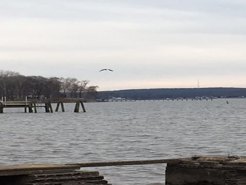 Bald Eagle!! Nesting nearby