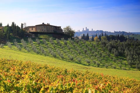 Montegonfoli and San Gimignano towers, with some of our vineyard and olive trees