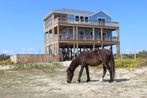 SUMMER PAWS - Summer Paws vacation rental, Carova Beach 4x4 Northern Outer Banks NC
