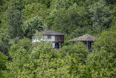 Vegetation, Green, House, Property, Tree, Biome, Nature Reserve, Jungle, Cottage, Leaf