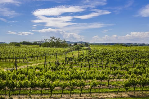 Vineyard