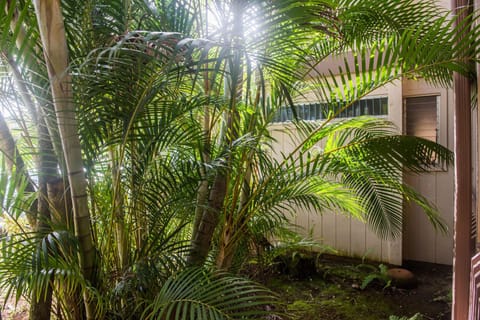Large lanai shaded by these great arica palms.