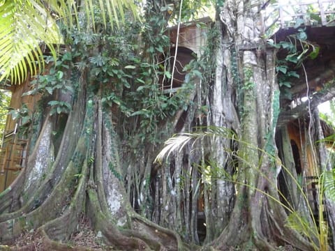 Topos Tree House