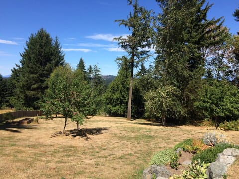 Sun Bleached Back Yard