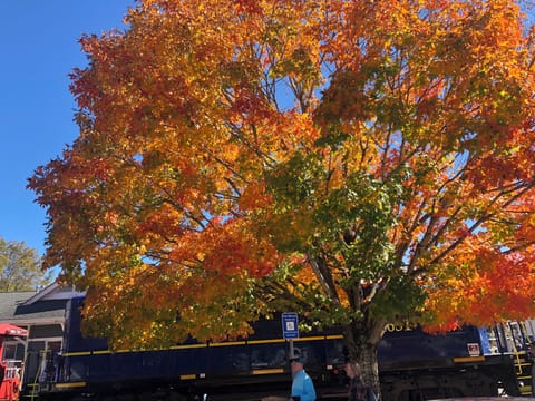 Looking forward to summer but, Ohhh Fall has my heart!!