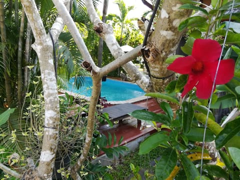 Outdoor pool, sun loungers