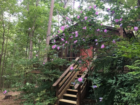 Summer at the tale of the trout 