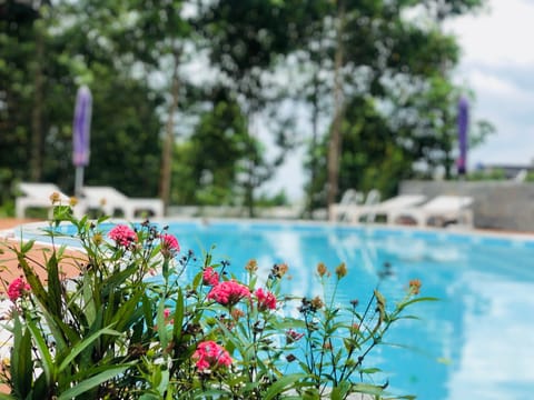 Outdoor pool, sun loungers
