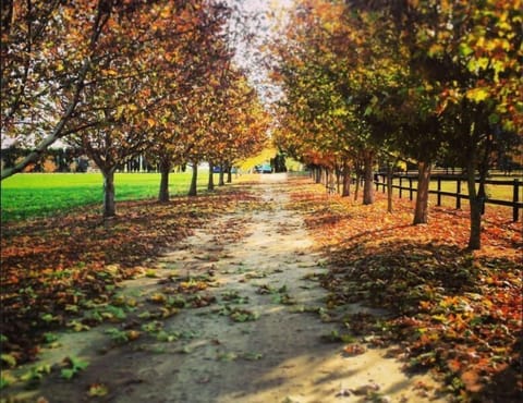 The driveway