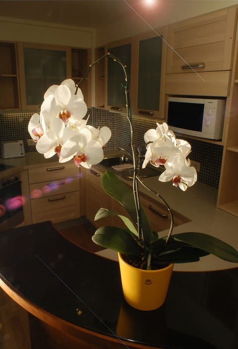 Standard Apartment (Typ A) | Private kitchen | Full-size fridge, microwave, stovetop, dishwasher