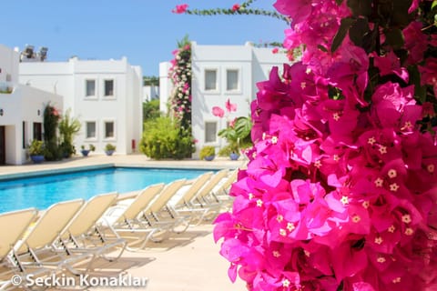 Seasonal outdoor pool, sun loungers