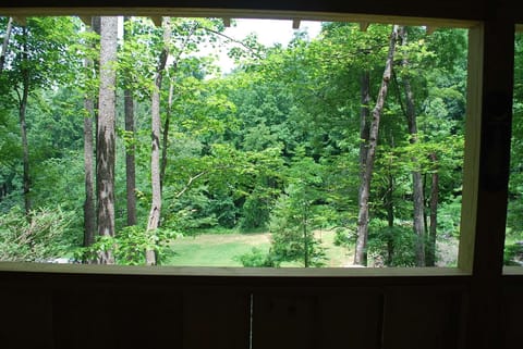 Tranquil forest view from cozy cabin window