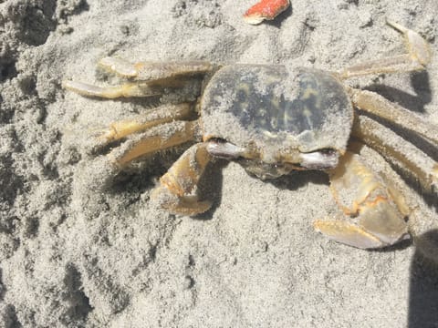 Sea Life
