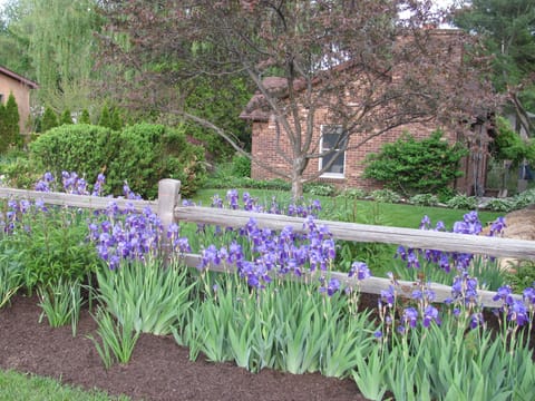 Front yard view Iris in full bloom May