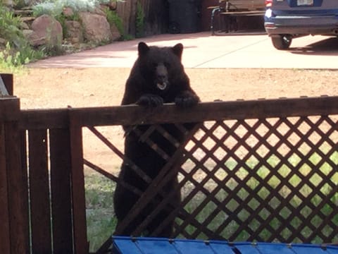 Nice Brown Bear.here for Dinner! That he did not get.