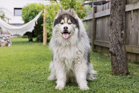 Premium Garden Apartment #1 - Moving Mountains Boutique Apartments Apartment in Salzburgerland