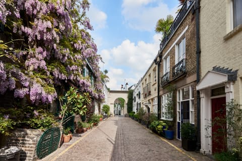 Wisteria heaven 