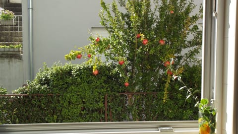 Pomegranate from the kitchen window