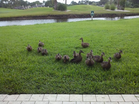 Ducks don't come with rental :-) View from patio