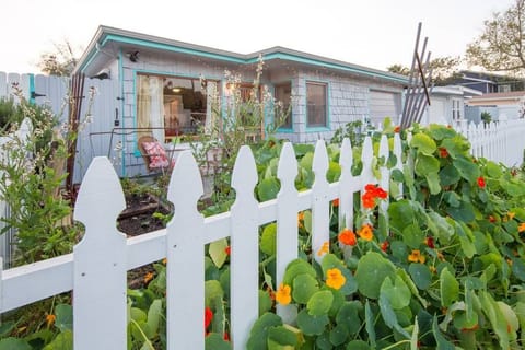 Nastursiums in bloom