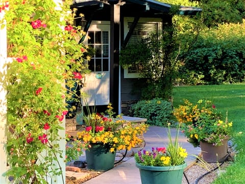 The magic of clematis and border pots all blooming season