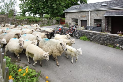 Sheep passing Bwthyn Y Saer holiday cottage