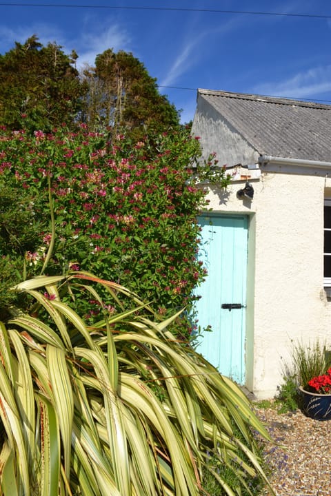 Honeysuckle outside Fir Tree Cottage