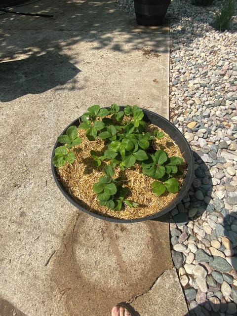 Strawberry bushes🥰