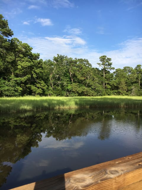 Ausprey, heron, hawks, pelicans, deer, alligators, rabbits, squirrels, crabs, 