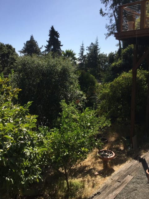 Garden view from living room.