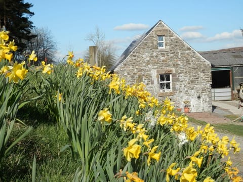 Curlew Cottage, gable end, Spring time!