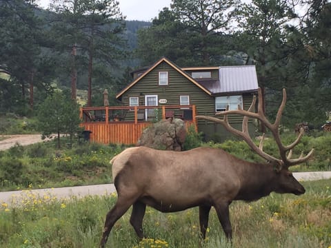 360 Mountain Views and tons of wildlife!