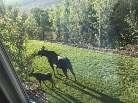 Woke up to this mama moose and her twin babies (other twin behind a bush)