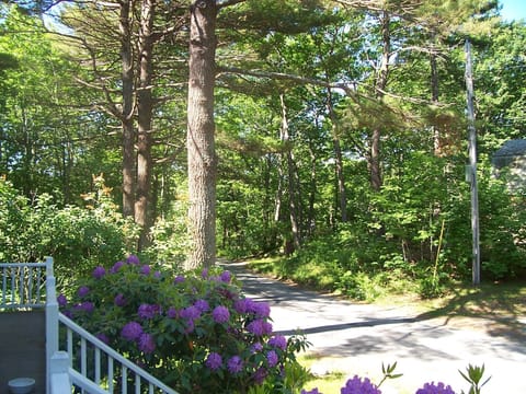 view from front porch towards Colony Beach