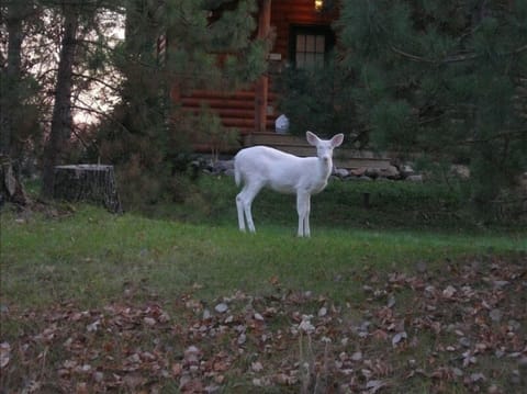 Albino deer in front of cabin. Albino deer frequently visit the cabin property.