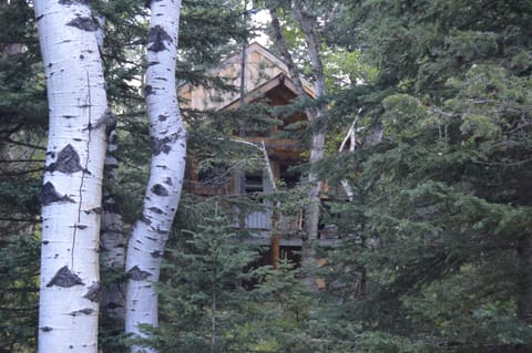 View of the cabin from the trail in the woods