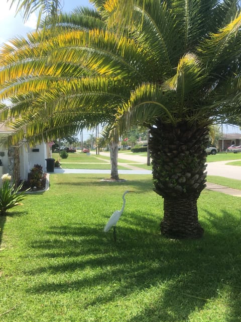 Local hanging out in our front yard